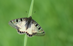 Archon apollinus