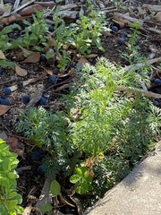 Matricaria discoidea