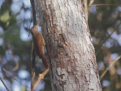 Xiphorhynchus obsoletus