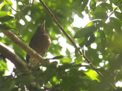 Zebrilus undulatus
