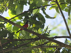 Granatellus pelzelni