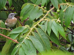 Conopophila albogularis