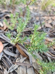 Melichrus urceolatus