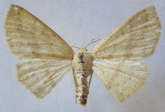Sabulodes setosa