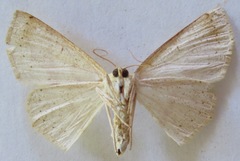 Sabulodes setosa