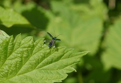 Cordylepherus viridis