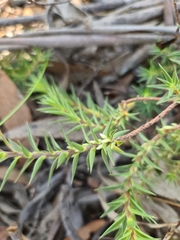 Melichrus urceolatus