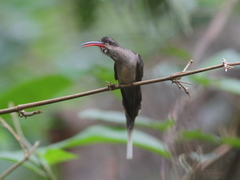 Phaethornis superciliosus muelleri