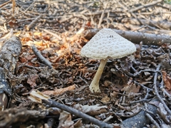 Macrolepiota bonaerensis