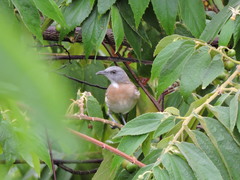 Conopophila albogularis