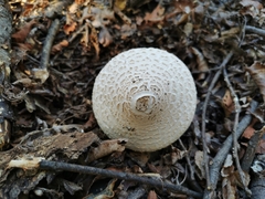 Macrolepiota bonaerensis
