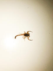 Tityus serrulatus