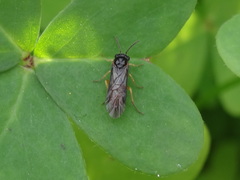 Halidamia affinis