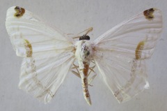 Sericoptera mahometaria