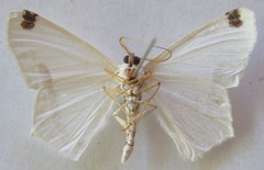 Sericoptera mahometaria