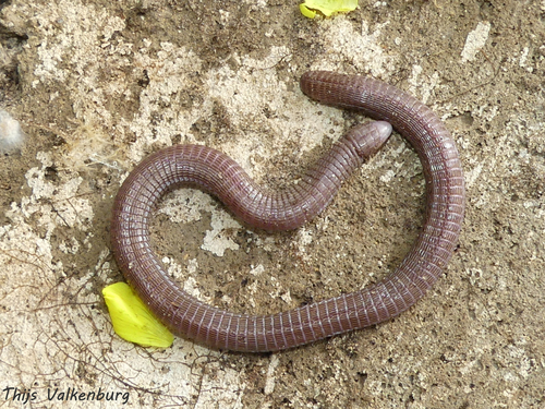 Southwest Iberian Worm Lizard, 8700 Quelfes, Portugal, photo 9 of 10