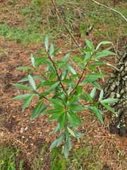 Tasmannia lanceolata
