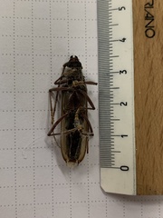 Phoracantha superans