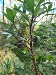 Tasmannia lanceolata