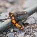 Acraea ungemachi - Photo (c) Vlada Trailin, some rights reserved (CC BY-NC), uploaded by Vlada Trailin