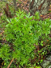 Tasmannia lanceolata