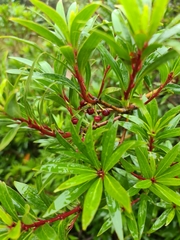 Tasmannia lanceolata