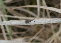 Spathocera laticornis