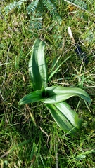 Himantoglossum hircinum