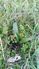 Himantoglossum hircinum