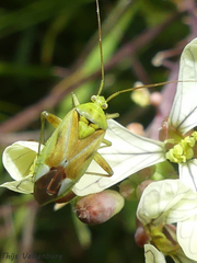 Reuterista instabilis