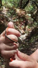 Diadophis punctatus vandenburgii