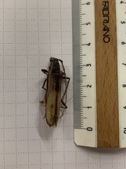 Phoracantha superans