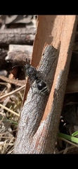 Ephutomorpha cordatiformis