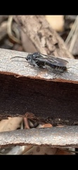 Ephutomorpha cordatiformis