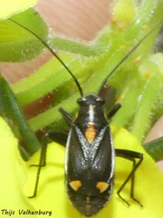 Capsodes sulcatus