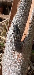 Ephutomorpha cordatiformis