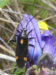 Capsodes sulcatus
