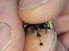 Anthophora dispar