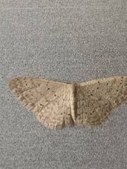 Idaea epicyrta