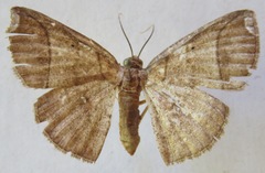 Thysanopyga carfinia