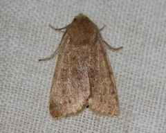 Xylenini