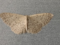 Idaea epicyrta