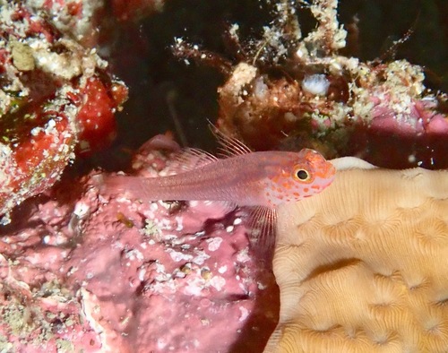 Fang's pygmygoby (Trimma fangi) — Gobiidae — 5