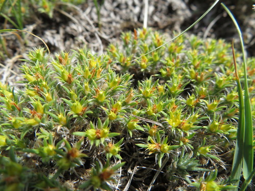 Creeping nailwort