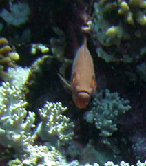 Priacanthidae