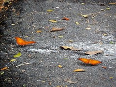 Vindula dejone erotella