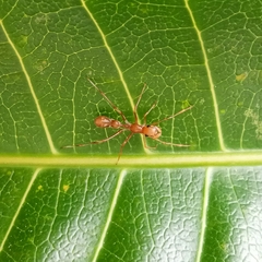 Myrmarachne assimilis