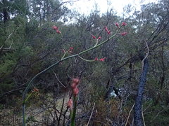 Anigozanthos flavidus