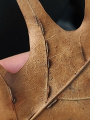 Macrodiplosis qoruca