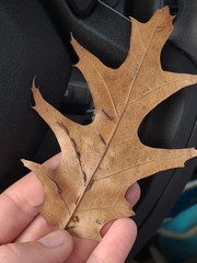 Macrodiplosis qoruca